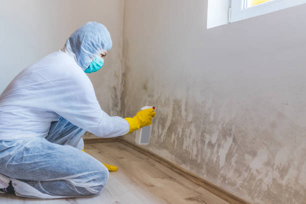 Licensed Mold Testing service in Kingston, NY - WQB Mold Removal